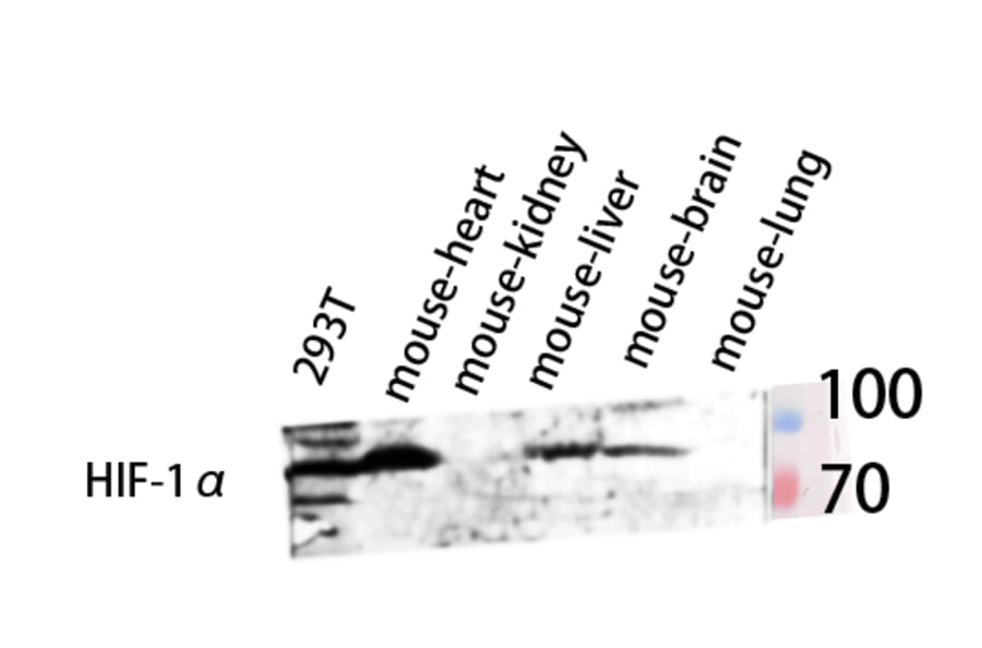 Western Blot - Anti-HIF-1alpha Antibody (R12-2180) - Antibodies.com