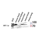 Western Blot - Anti-HIF-1alpha Antibody (R12-2180) - Antibodies.com