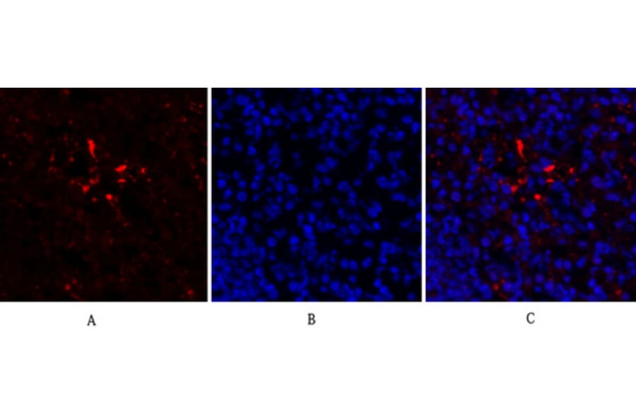 Immunofluorescence - Anti-HIF-1alpha Antibody (R12-2180) - Antibodies.com