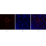 Immunofluorescence - Anti-HIF-1alpha Antibody (R12-2180) - Antibodies.com