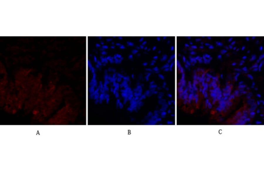 Immunofluorescence - Anti-HIF-1alpha Antibody (R12-2180) - Antibodies.com