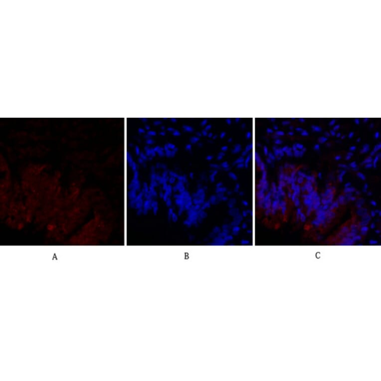 Immunofluorescence - Anti-HIF-1alpha Antibody (R12-2180) - Antibodies.com