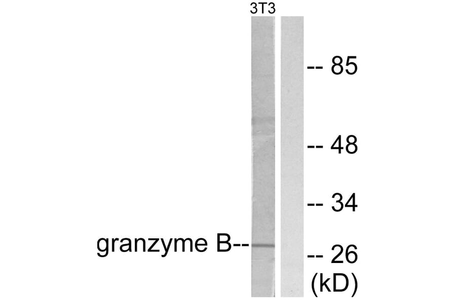 Western Blot - Anti-Granzyme B Antibody (C0215) - Antibodies.com