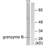 Western Blot - Anti-Granzyme B Antibody (C0215) - Antibodies.com