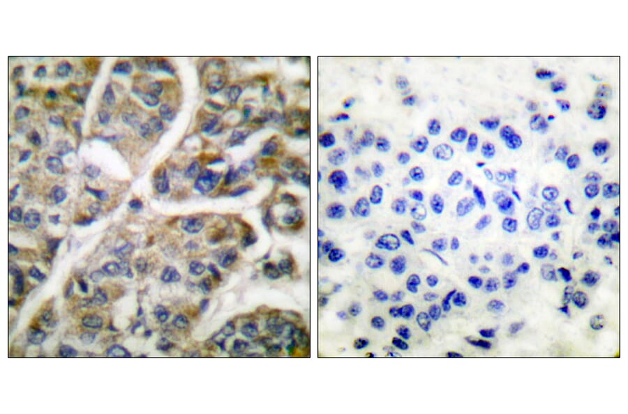 Immunohistochemistry - Anti-Granzyme B Antibody (C0215) - Antibodies.com