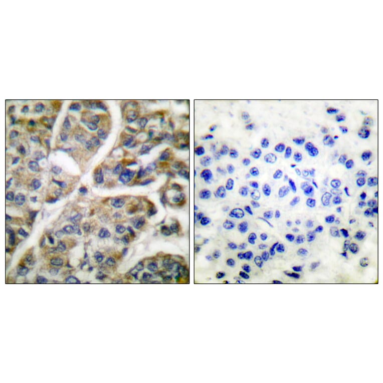 Immunohistochemistry - Anti-Granzyme B Antibody (C0215) - Antibodies.com
