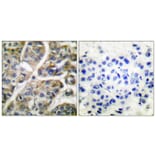 Immunohistochemistry - Anti-Granzyme B Antibody (C0215) - Antibodies.com