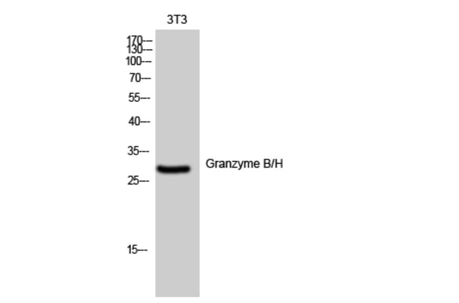Western Blot - Anti-Granzyme B Antibody (C0215) - Antibodies.com