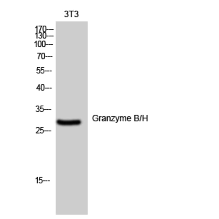 Western Blot - Anti-Granzyme B Antibody (C0215) - Antibodies.com