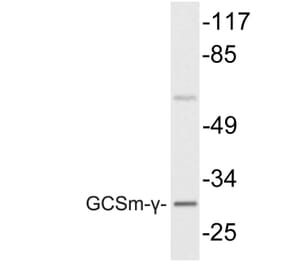 Western Blot - Anti-GCSm-gamma Antibody (R12-2157) - Antibodies.com