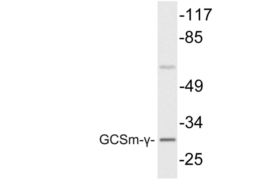 Western Blot - Anti-GCSm-gamma Antibody (R12-2157) - Antibodies.com
