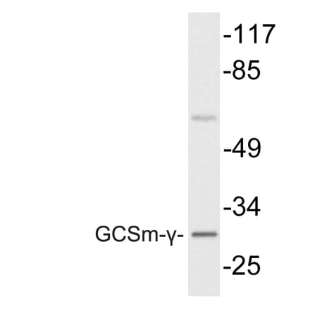 Western Blot - Anti-GCSm-gamma Antibody (R12-2157) - Antibodies.com