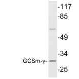 Western Blot - Anti-GCSm-gamma Antibody (R12-2157) - Antibodies.com