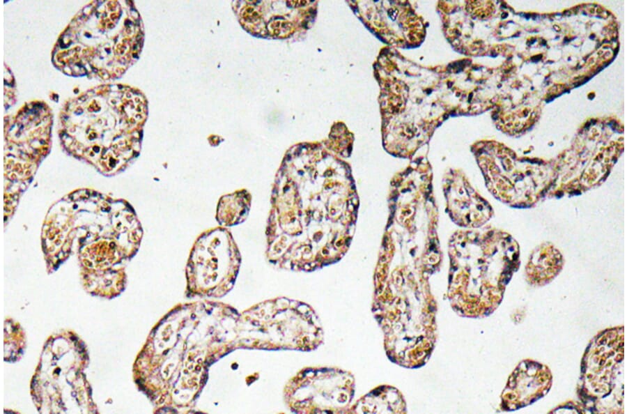 Immunohistochemistry - Anti-GCSm-gamma Antibody (R12-2157) - Antibodies.com