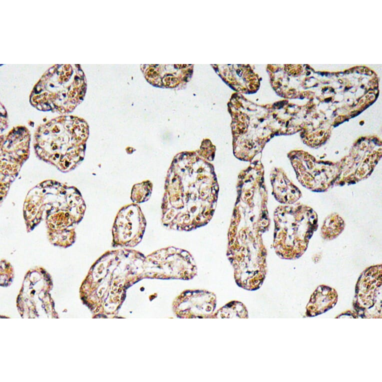Immunohistochemistry - Anti-GCSm-gamma Antibody (R12-2157) - Antibodies.com