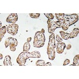 Immunohistochemistry - Anti-GCSm-gamma Antibody (R12-2157) - Antibodies.com