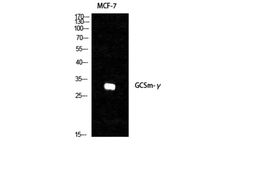 Western Blot - Anti-GCSm-gamma Antibody (R12-2157) - Antibodies.com