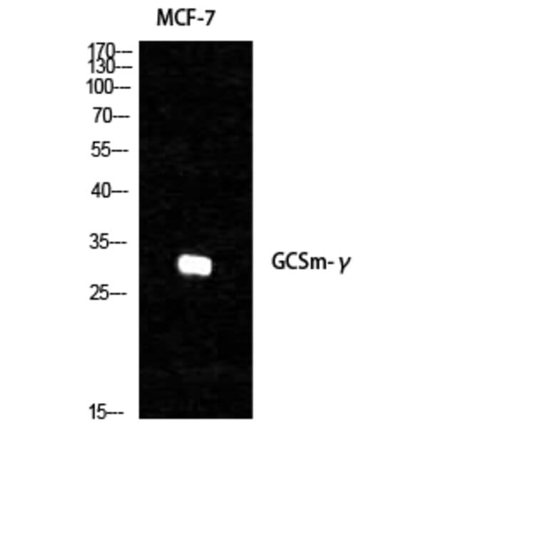 Western Blot - Anti-GCSm-gamma Antibody (R12-2157) - Antibodies.com