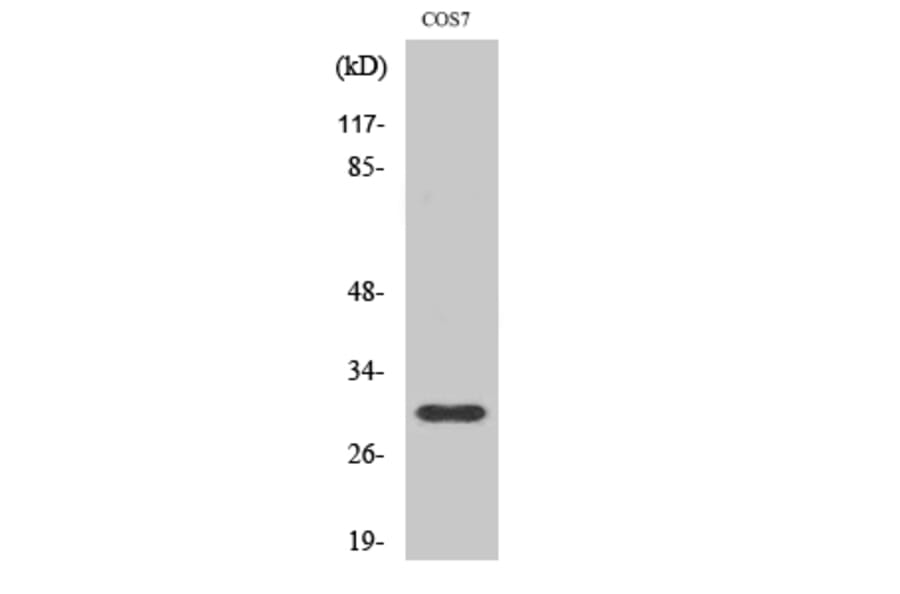 Western Blot - Anti-GCSm-gamma Antibody (R12-2157) - Antibodies.com