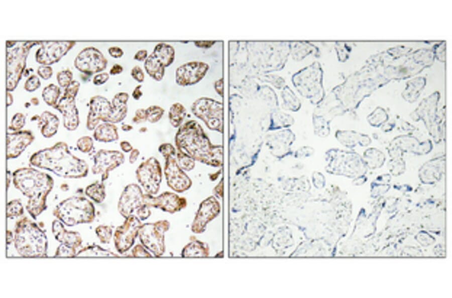 Immunohistochemistry - Anti-GCSm-gamma Antibody (R12-2157) - Antibodies.com