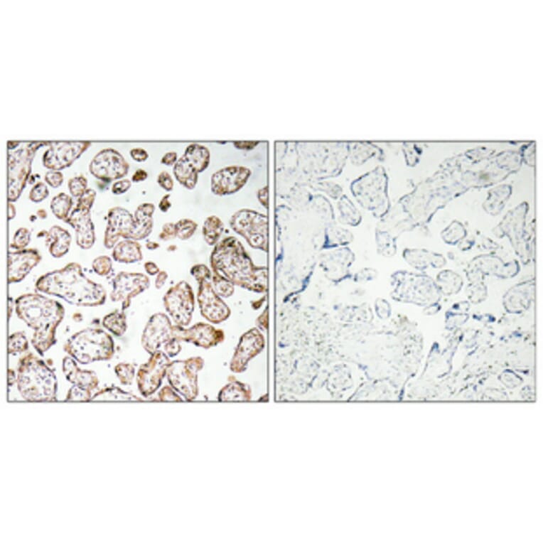 Immunohistochemistry - Anti-GCSm-gamma Antibody (R12-2157) - Antibodies.com