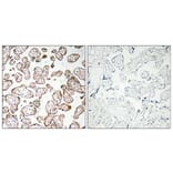 Immunohistochemistry - Anti-GCSm-gamma Antibody (R12-2157) - Antibodies.com