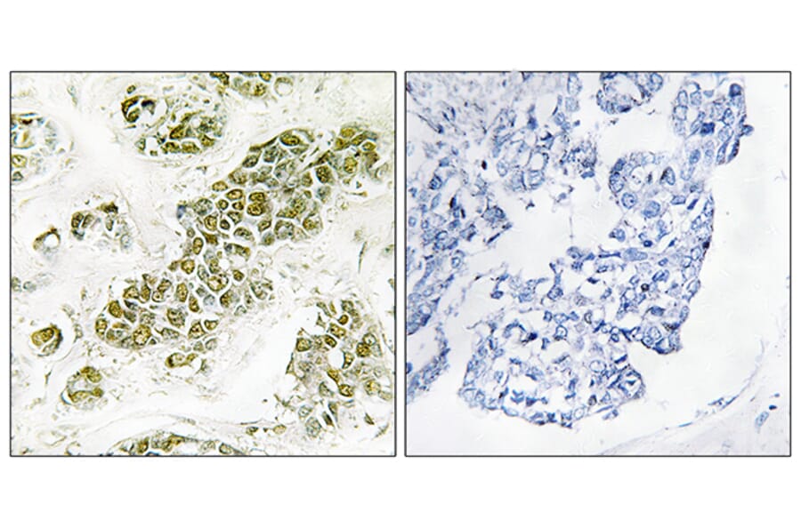 Immunohistochemistry - Anti-eIF2 alpha Antibody (B7066) - Antibodies.com