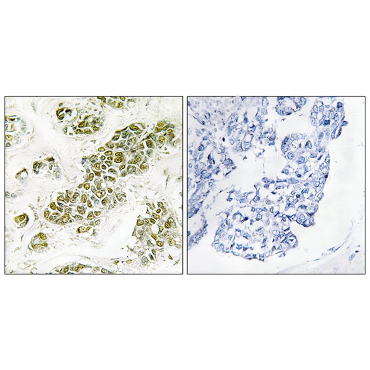 Immunohistochemistry - Anti-eIF2 alpha Antibody (B7066) - Antibodies.com