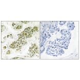 Immunohistochemistry - Anti-eIF2 alpha Antibody (B7066) - Antibodies.com