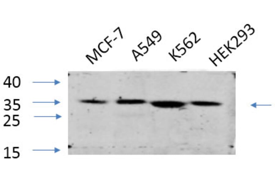 Western Blot - Anti-eIF2 alpha Antibody (B7066) - Antibodies.com