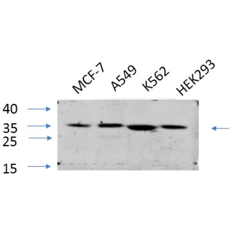 Western Blot - Anti-eIF2 alpha Antibody (B7066) - Antibodies.com