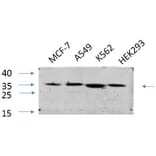 Western Blot - Anti-eIF2 alpha Antibody (B7066) - Antibodies.com