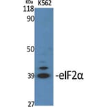 Western Blot - Anti-eIF2 alpha Antibody (B7066) - Antibodies.com