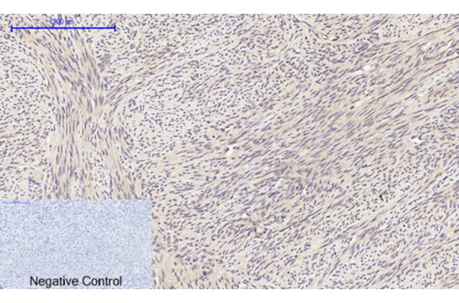 Immunohistochemistry - Anti-eIF2 alpha Antibody (B7066) - Antibodies.com