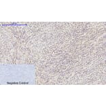 Immunohistochemistry - Anti-eIF2 alpha Antibody (B7066) - Antibodies.com