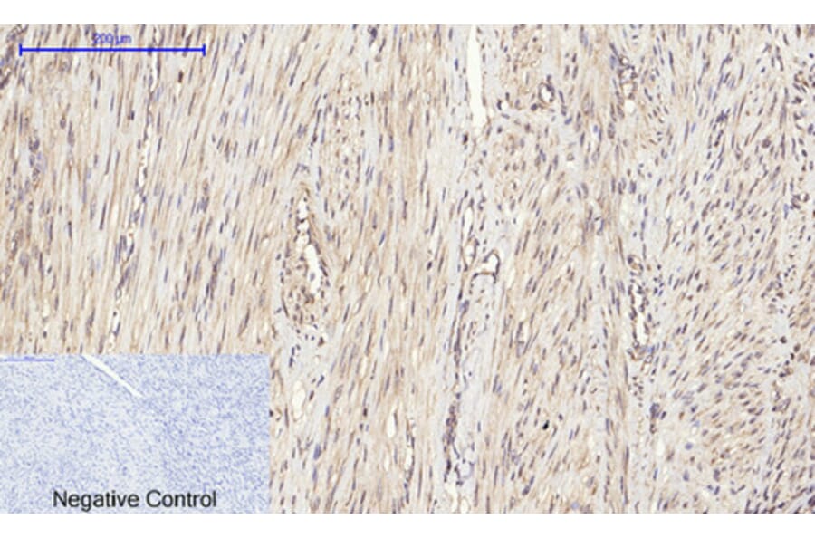 Immunohistochemistry - Anti-eIF2 alpha Antibody (B7066) - Antibodies.com