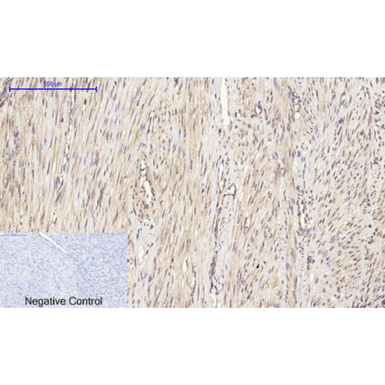 Immunohistochemistry - Anti-eIF2 alpha Antibody (B7066) - Antibodies.com