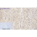 Immunohistochemistry - Anti-eIF2 alpha Antibody (B7066) - Antibodies.com