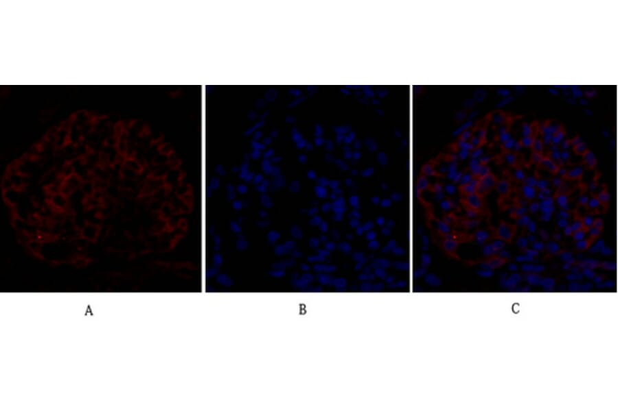 Immunofluorescence - Anti-eIF2 alpha Antibody (B7066) - Antibodies.com