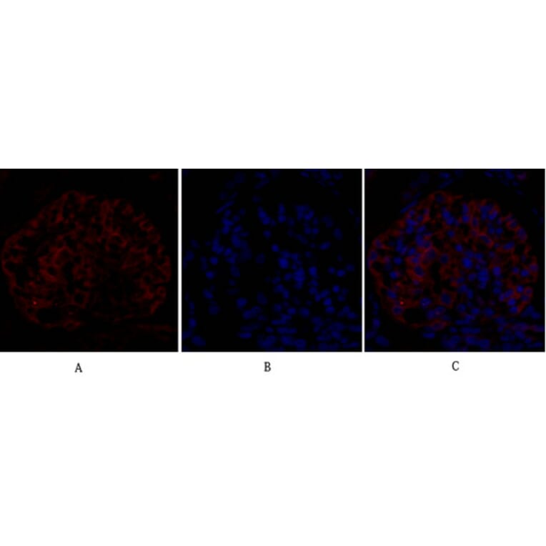 Immunofluorescence - Anti-eIF2 alpha Antibody (B7066) - Antibodies.com