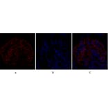 Immunofluorescence - Anti-eIF2 alpha Antibody (B7066) - Antibodies.com