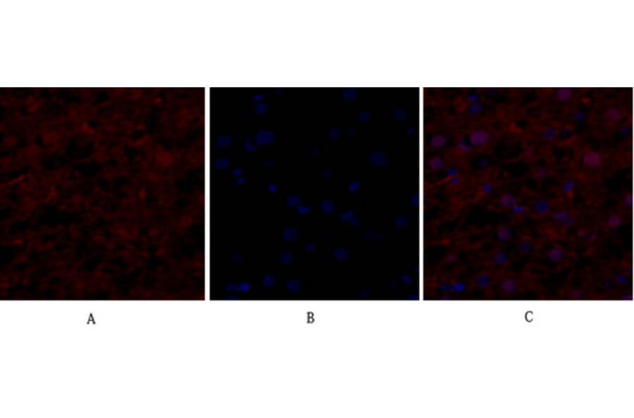 Immunofluorescence - Anti-eIF2 alpha Antibody (B7066) - Antibodies.com