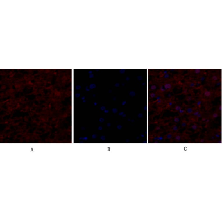 Immunofluorescence - Anti-eIF2 alpha Antibody (B7066) - Antibodies.com