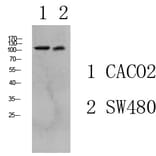 Western Blot - Anti-Collagen I Antibody (C0154) - Antibodies.com