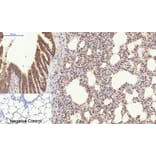 Immunohistochemistry - Anti-Collagen I Antibody (C0154) - Antibodies.com