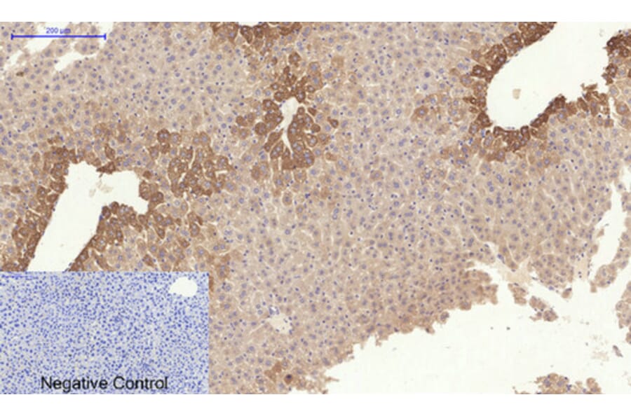 Immunohistochemistry - Anti-Collagen I Antibody (C0154) - Antibodies.com