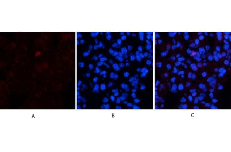 Immunofluorescence - Anti-Collagen I Antibody (C0154) - Antibodies.com