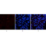 Immunofluorescence - Anti-Collagen I Antibody (C0154) - Antibodies.com
