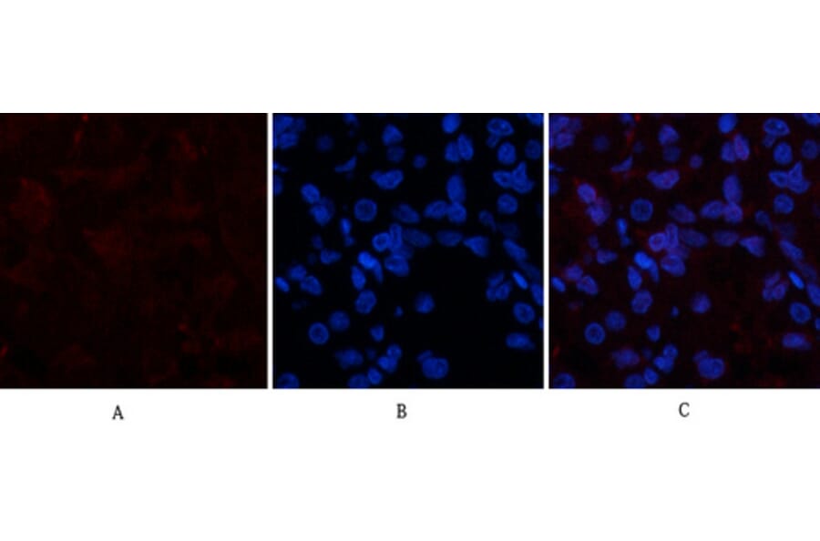 Immunofluorescence - Anti-Collagen I Antibody (C0154) - Antibodies.com