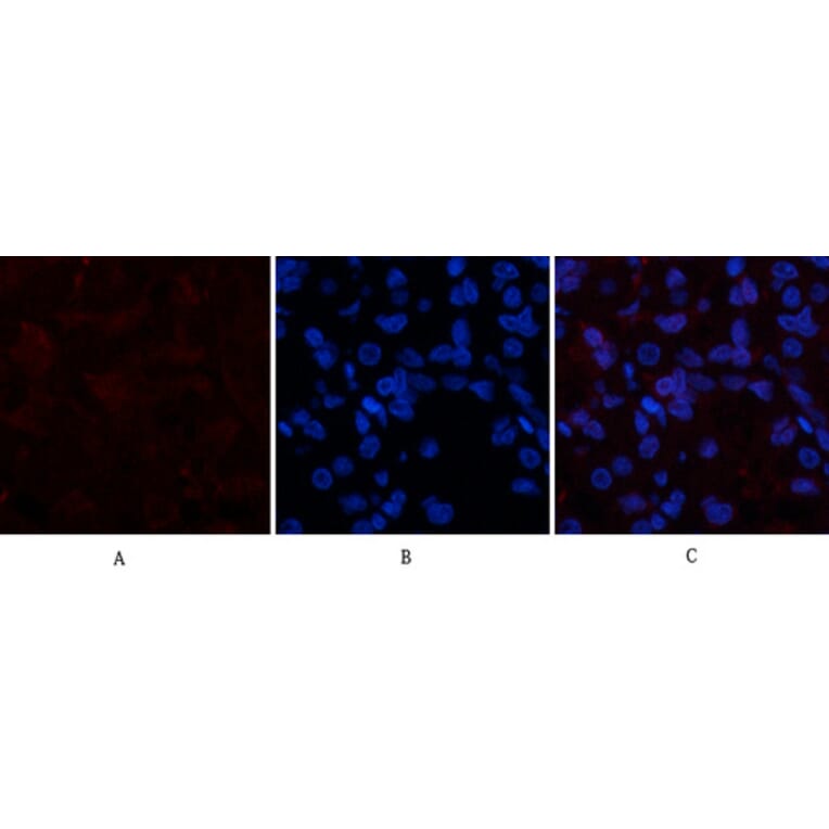 Immunofluorescence - Anti-Collagen I Antibody (C0154) - Antibodies.com
